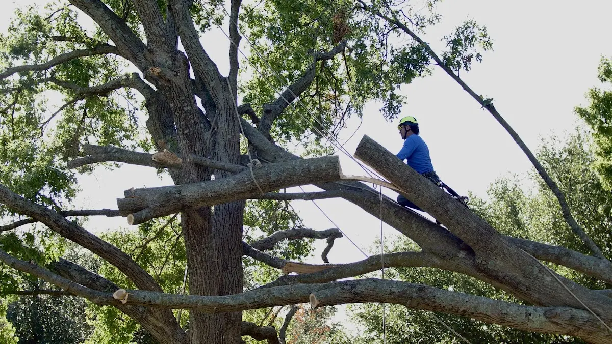 Professional Crown Thinning performed by certified arborists in Jenkintown