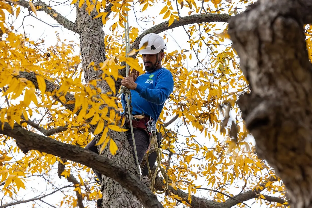 Skilled Tree Pruning crew working in Jenkintown